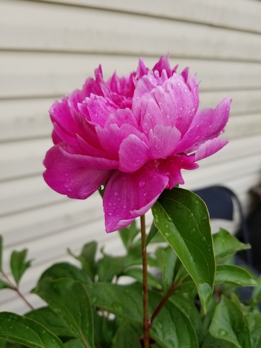 jayeftee's tweet photo. My Peony. After three long years of waiting. https://t.co/JiWyM3TgjC