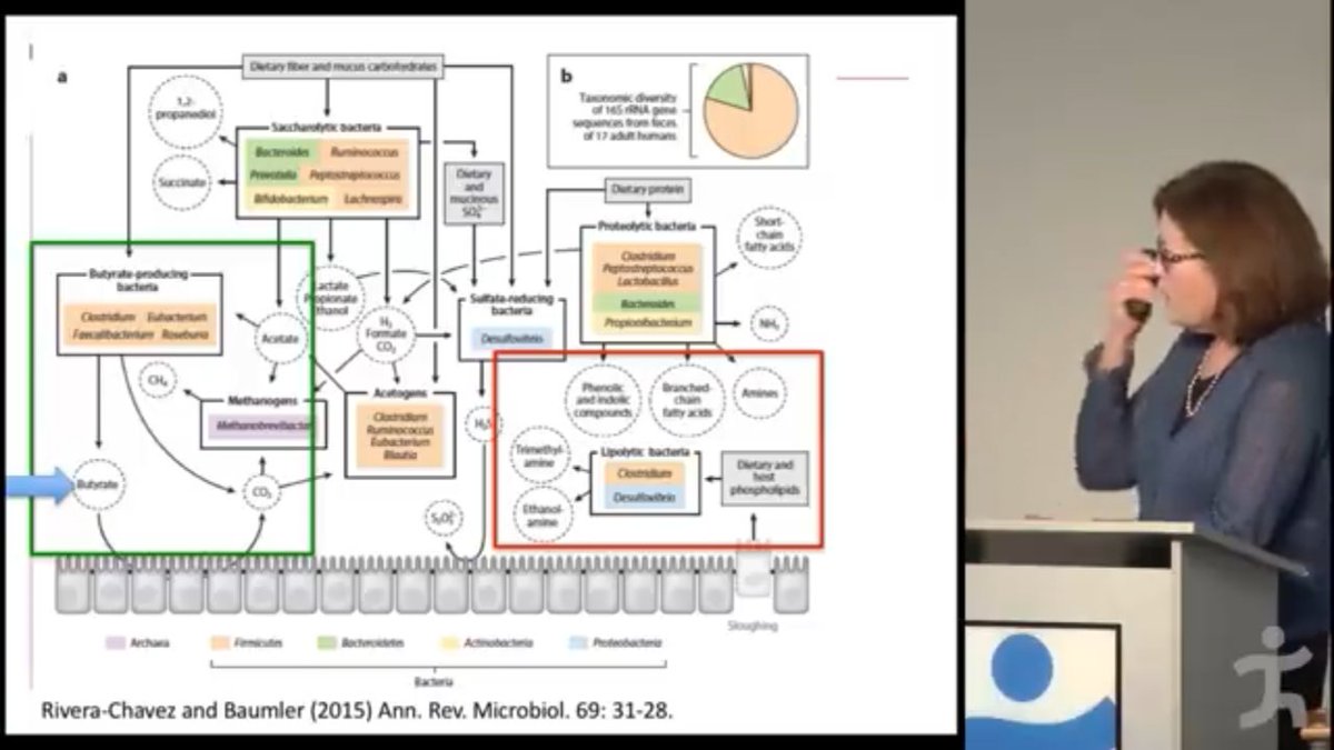 Butyrate production in the large intestine supported by dietary fiber. She said butyrate is a powerful anti-inflammatory.