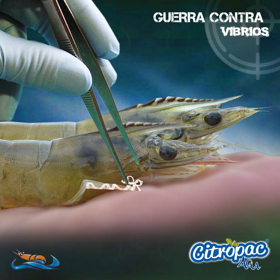 Te presentamos a CITROPAC AQUA®, una potente protección para tus #camarones, que te ayudará a combatir las infecciones por #vibriosis, formulado a base de ÁCIDOS ORGÁNICOS, ACEITES ESENCIALES y EXTRACTOS DE ALIÁCEAS.
Visita: https://t.co/tpgtZHw6Uk
#Nepropac #SiempreInnovando https://t.co/9YmsdH4GFN