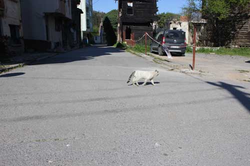 Yasağın ikinci gününde Darıca'daydık!
