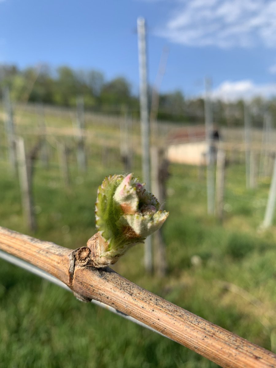 Mara_Walz's tweet photo. Die #Natur macht normal weiter und trotz #Corona - #lovemyjob in the #vineyard #ensingen https://t.co/NKFnVT4nQZ