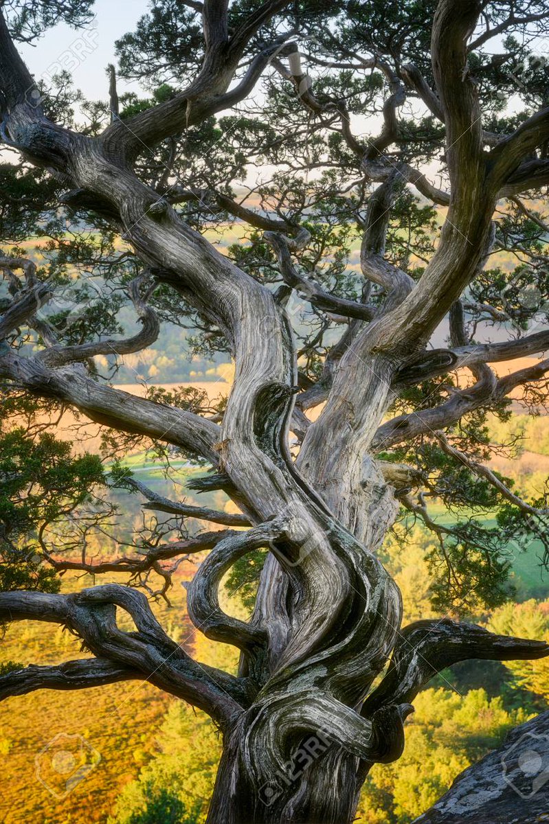 janbommerez's tweet photo. De verwrongen boom leeft zijn leven. Van rechte bomen maken ze planken. Chinees gezegde https://t.co/8oW5LiFQxH