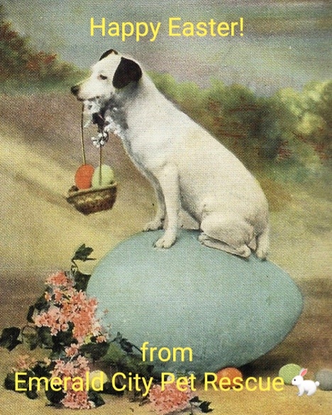 emerald city pet rescue emeraldcitypet twitter on emerald city pet rescue vashon island