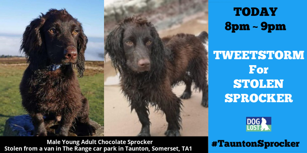 DogLost tweet media