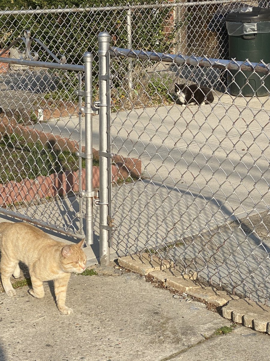 kittyamericana's tweet photo. #runcats https://t.co/JnGRfApg2i