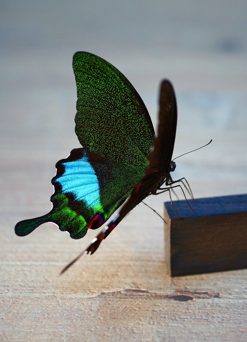 ★ぐやま様☆専用2点★カルナルリモンアゲハとシナカラスアゲハ ☆ぐやま様☆専用2点☆カルナルリモンアゲハとシナカラス