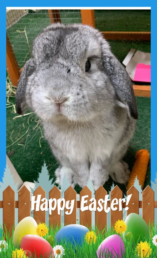 JCAWakefield's tweet photo. Happy Easter from our JCA Easter Bunny! #JCAEaster π° https://t.co/EGPbJaJe9L