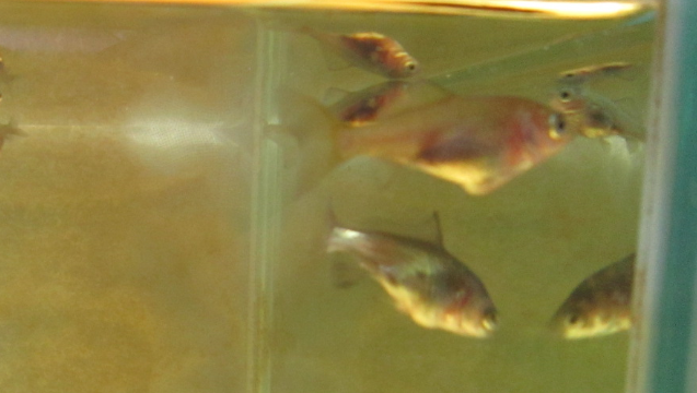 金魚稚魚 金魚稚魚