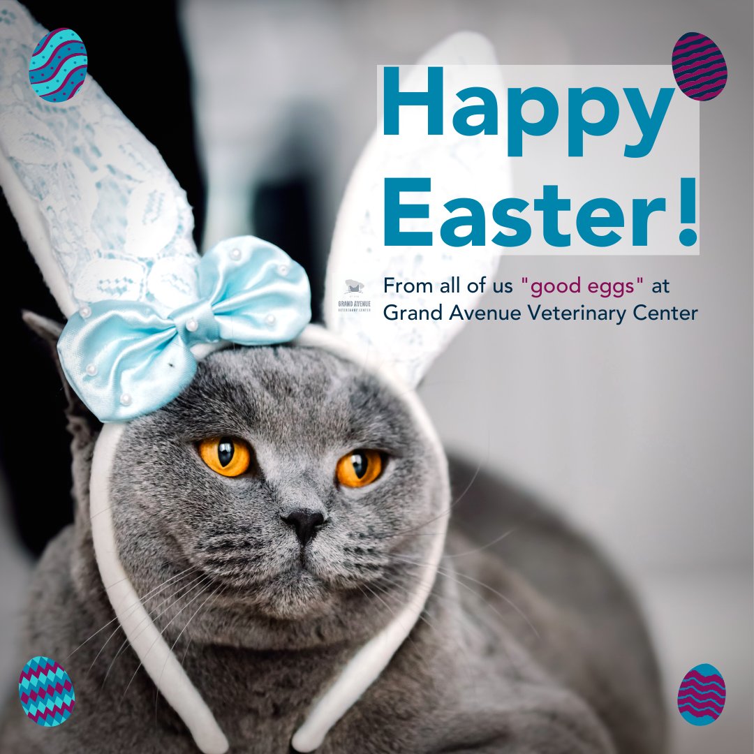 grand ave pet clinic