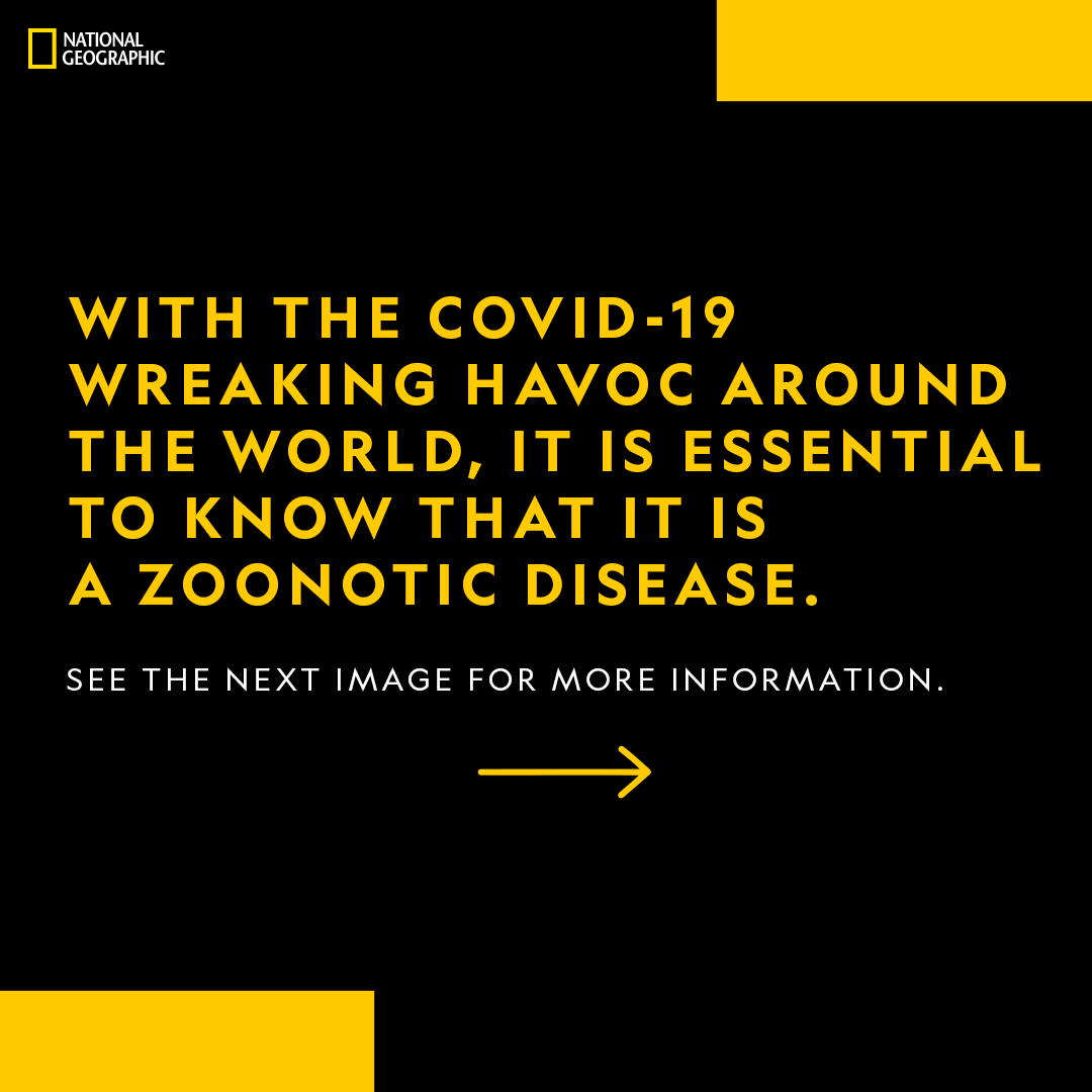 Viruses like the coronavirus jump from animals to humans. Here’s how we can avoid catching diseases from animals. Read more here:  https://www.nationalgeographic.com/science/health-and-human-body/human-diseases/how-do-animals-pass-dangerous-zoonotic-diseases-to-humans-zoonoses-coronavirus/ #COVID19  #COVID19India  #COVID19Pandemic