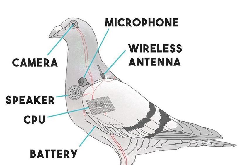 ShittyVlog's tweet photo. @misskristin_rae @moeonl no need, here's what to expect. #birdsarentreal #pigeonsareliars https://t.co/QyGT9xMuly