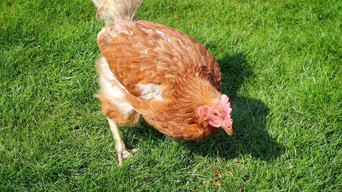 sarahfw40's tweet photo. RESCUE HENS 6 MONTHS UPDATE - SPRING 2020 https://t.co/M2az6O6GYu ๐๐๐ป
#chickenhour #rescue #hens #chickens #bhwt #britishhenwelfaretrust #exbatt #exbattery #backyard #garden #homestead https://t.co/X8mpzlWS6I