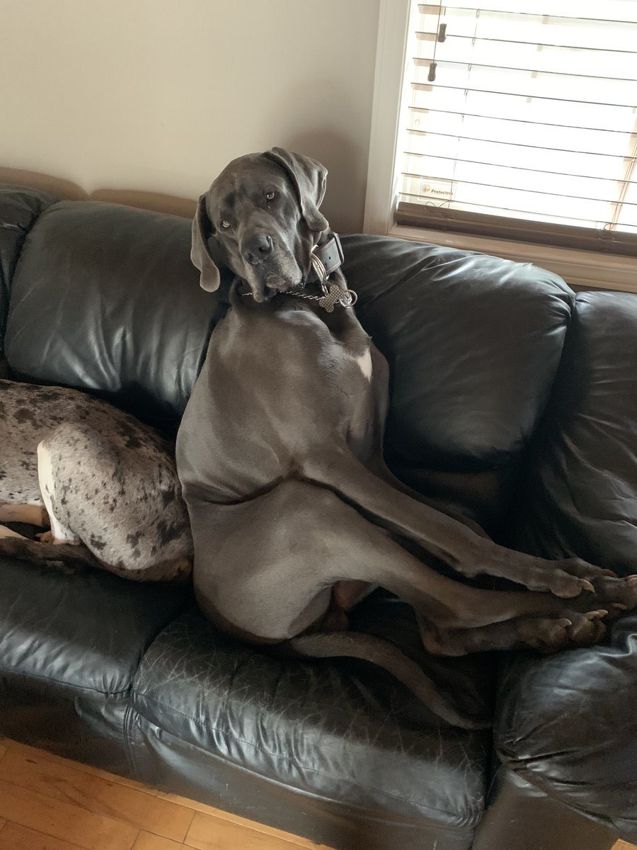 Lisa Schimmens OCSB tweet media