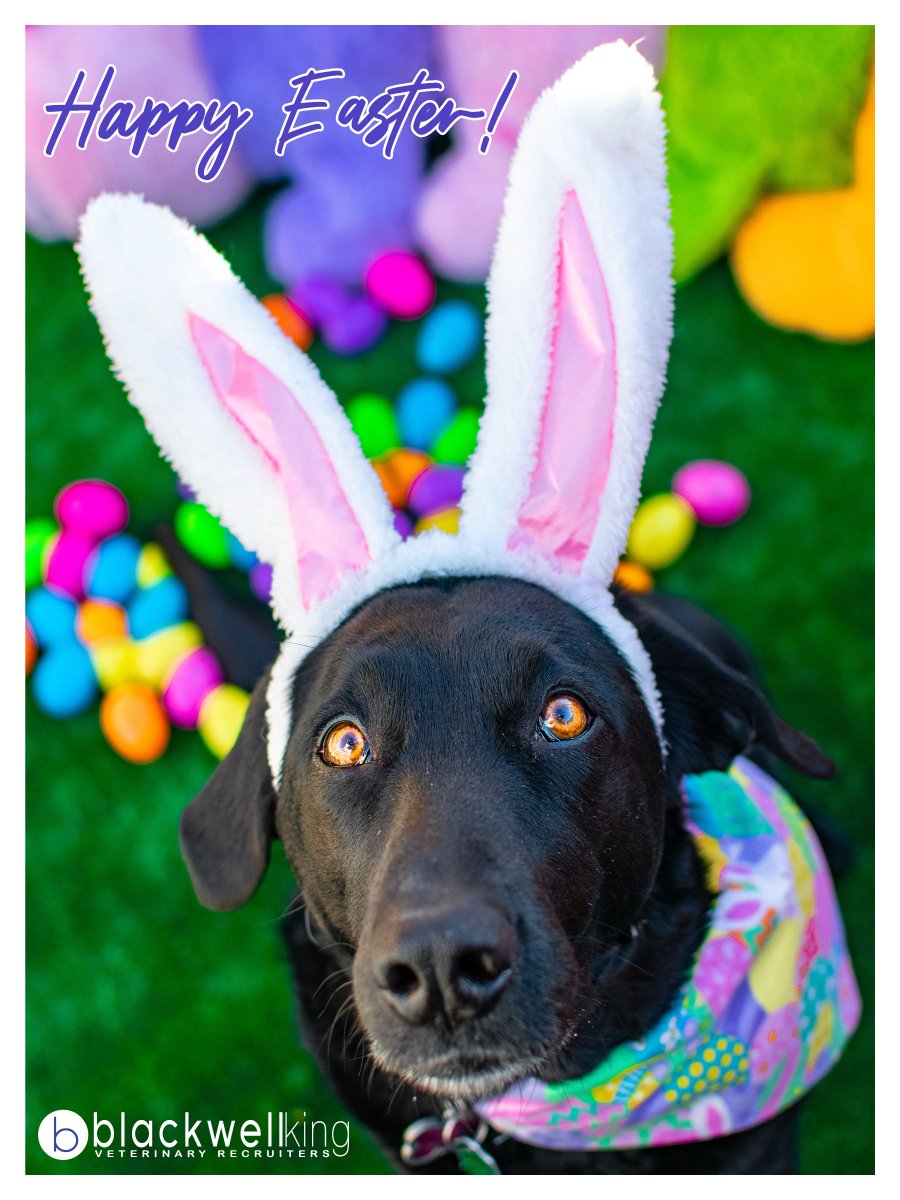 blackwellking's tweet photo. Happy Easter! 🐰 🐣 https://t.co/8pgpjS7NQc