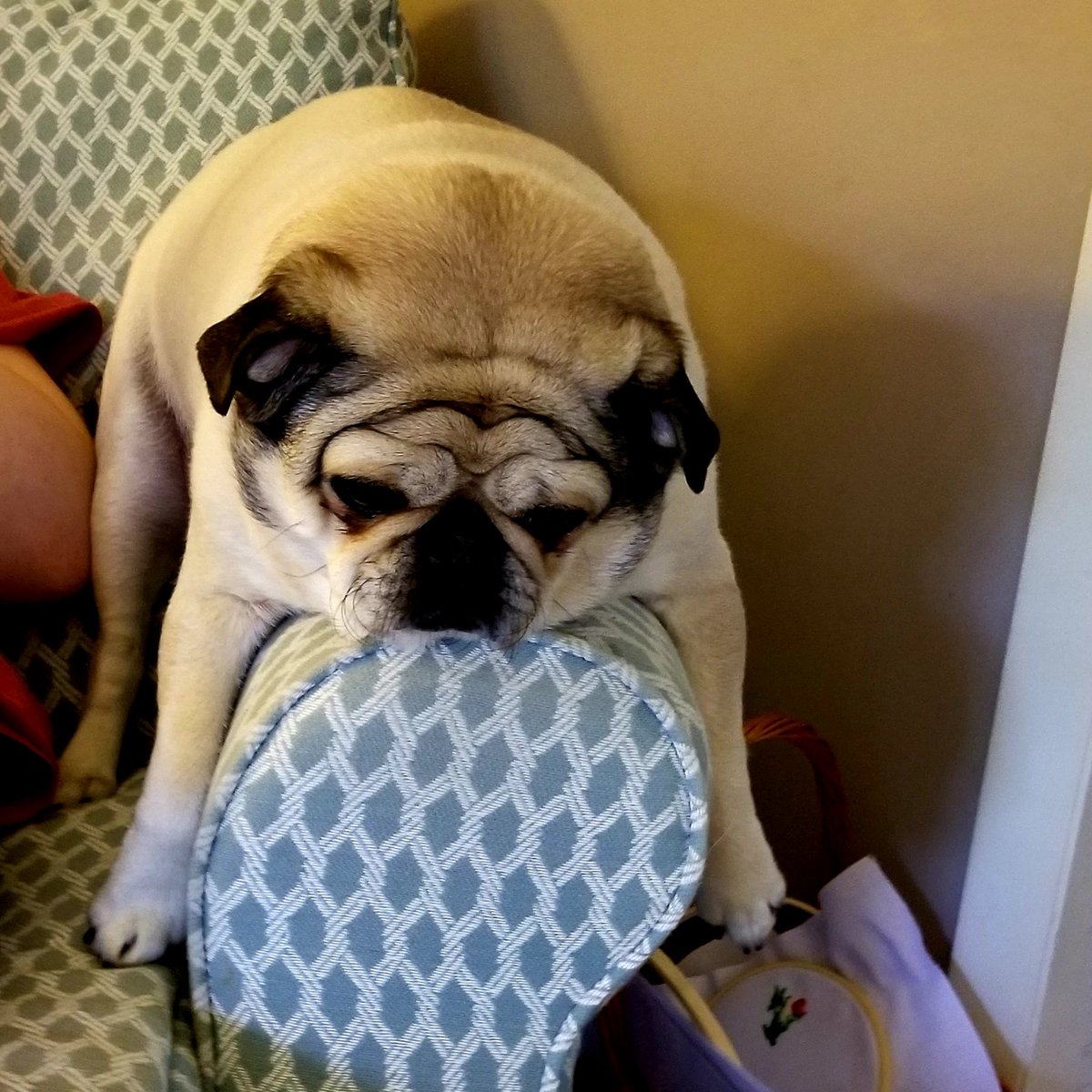 PugglesM's tweet photo. I'm over self isolation... https://t.co/frfrKN9W50