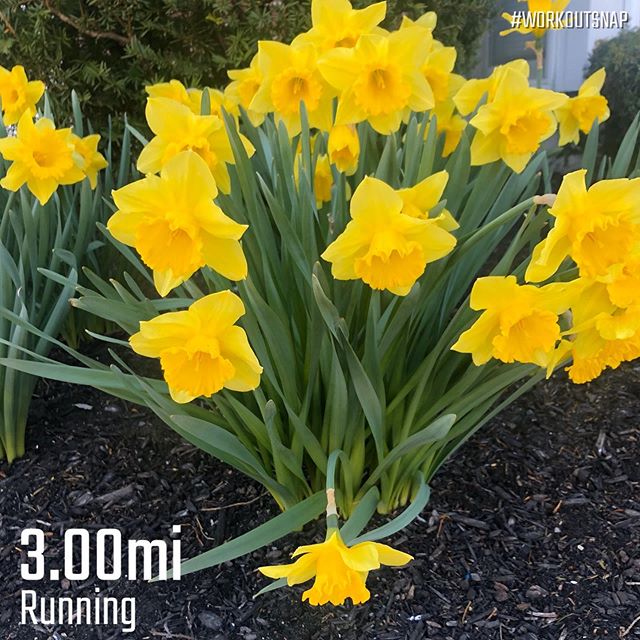 RunAttitude's tweet photo. Sunshine, quiet roads, and a couple of miles with my honey. It’s all good. ⠀⠀ #happyeaster #sundayrunday #sundayvibes #springflowers #optoutside #19for19challenge #instarunners #bibchat #findingpeacewithin #keepshowingup
📸 https://t.co/qPcgwS8YXl via https://t.co/HEZKPQKscd https://t.co/4MXU0wUSz5