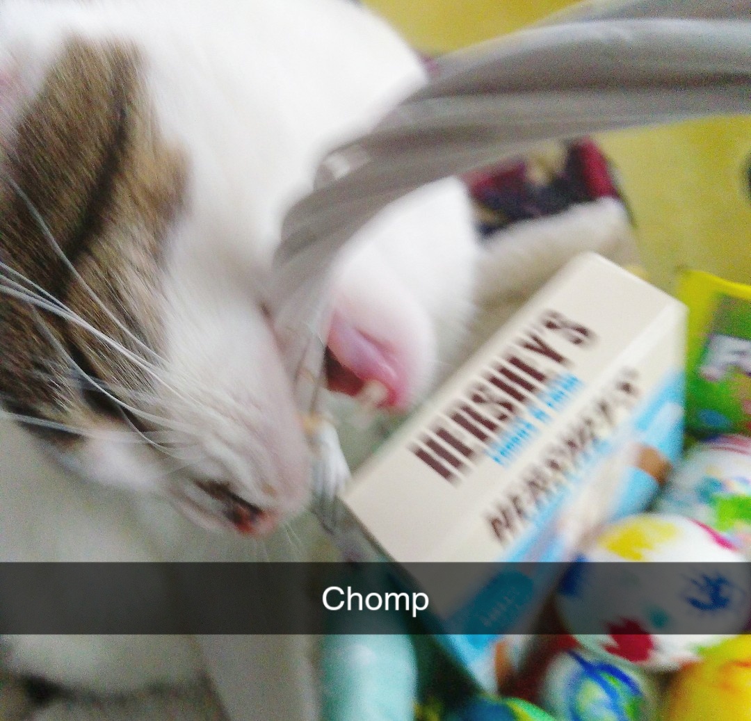 LadyofScrolls tweet media