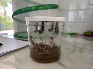 Thank you to one of my 2nd grade Ss for allowing the whole class to experience the Live process of the Life Cycle of a Butterfly vis distant learning. This was so cool!!     perfect to go with our  #clkainsectdomain  @JenSkoblicki  #PBCSDinsects  @ShineonSPES