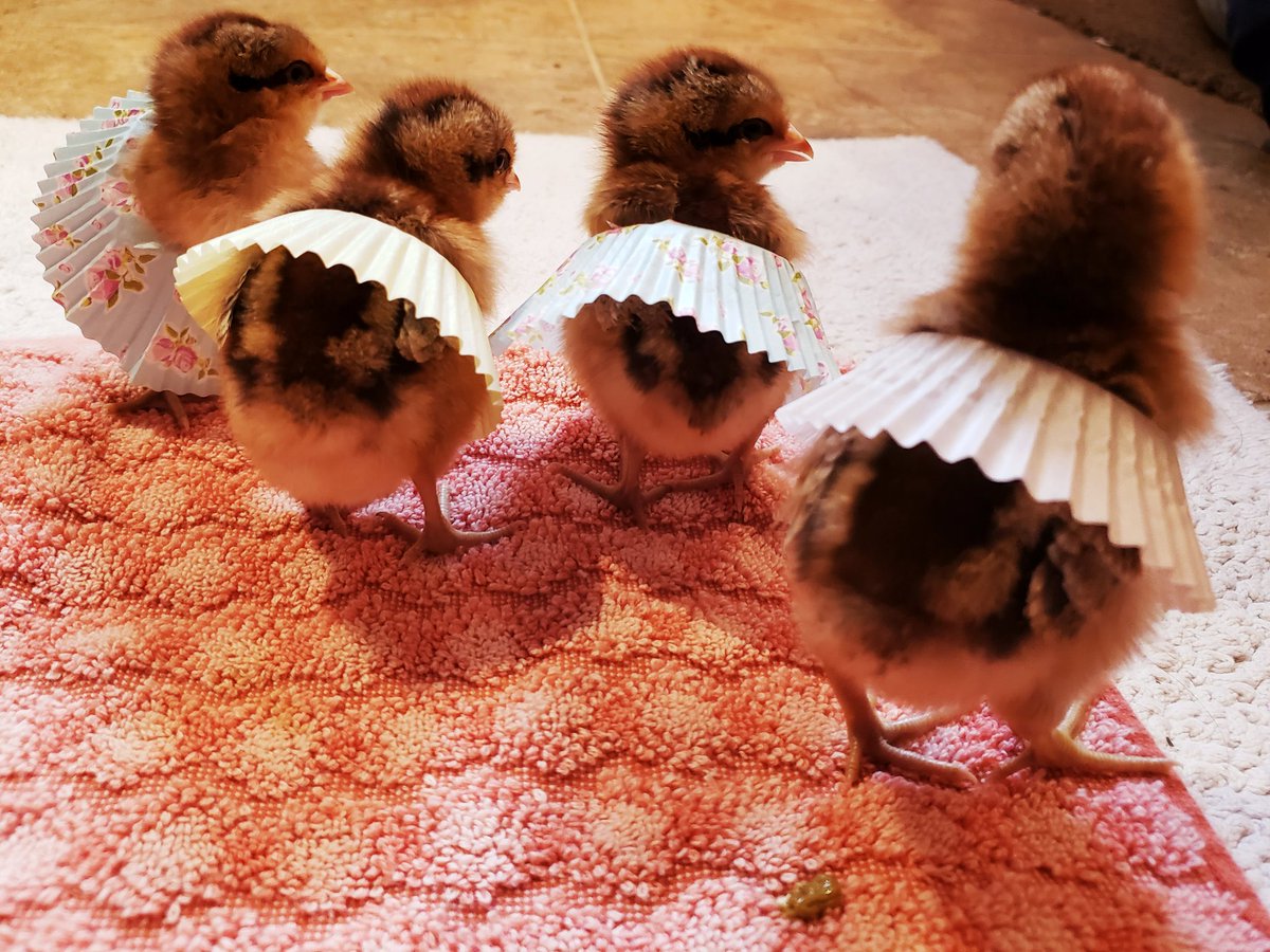 You know what? Chicken butt !!! Happy Easter everyone. This year the churches may be empty but so is the TOMB! As im back in Canada, quarentining with my family on the farm, I'm thankful for the simple blessings ... like these chicks, that remind us of new birth!