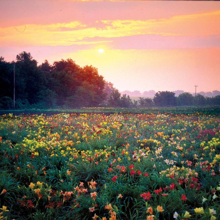 The past few weeks have brought about a tremendous change in our world and our country.  As we look back at these past few weeks, we can also look ahead toward new beginnings. We hope that these new beginnings can be reason for joy and celebration. #waysidegardens #flowers