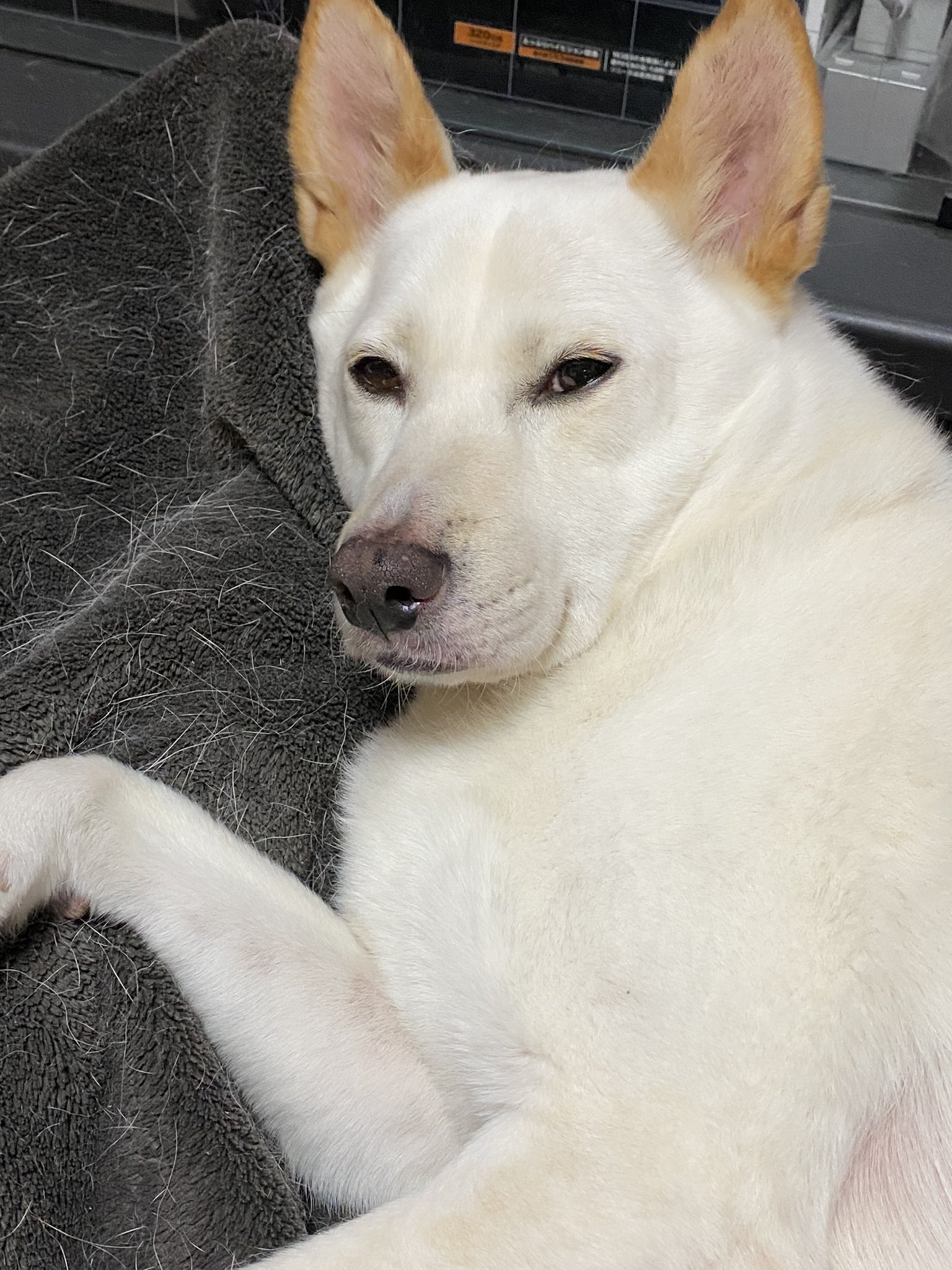 ぬえ A Twitter 夫が犬の腹に顔を埋めて むぎのお腹からとろろ昆布の香りがする 私 ｽｰﾊｽｰﾊ しないよ 夫 するって 白黒はっきりつけたいと思います 開封の儀 T Co Dvuynymfjg Twitter
