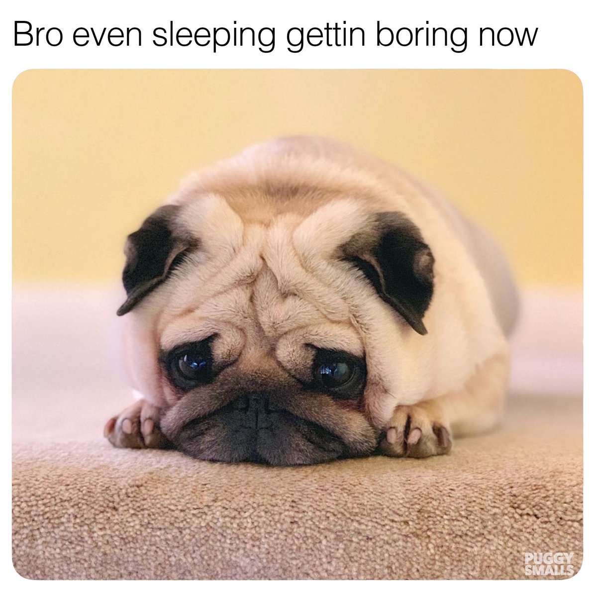 For real it is... #puggysmalls #pug #meme #EasterSunday #Easter  #coronavirus #cute, image size:1200x1200