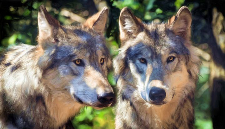 Featured Art of the Day: "Animals - Wolves - Faithfulness". Buy it at: ArtPal.com/sipo?i=115906-…