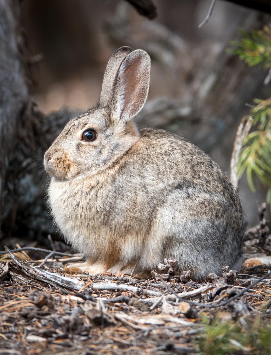 huntavid's tweet image. Happy Easter!