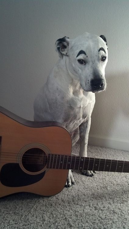 animal crossing characters as animals