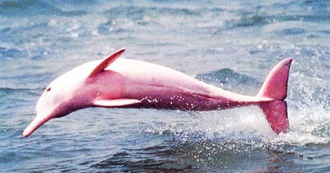 Wonderworks Mb Have You Ever Seen A Pink Dolphin Well Didyouknow You Can If You Visit The Amazon River This Endangered Species Comes In Many Shades Of Pink Up And Wonderworks Mb Have You Ever Seen A Pink Dolphin Well Didyouknow You Can If You Visit The Amazon River This Endangered Species Comes In Many Shades Of Pink Up And