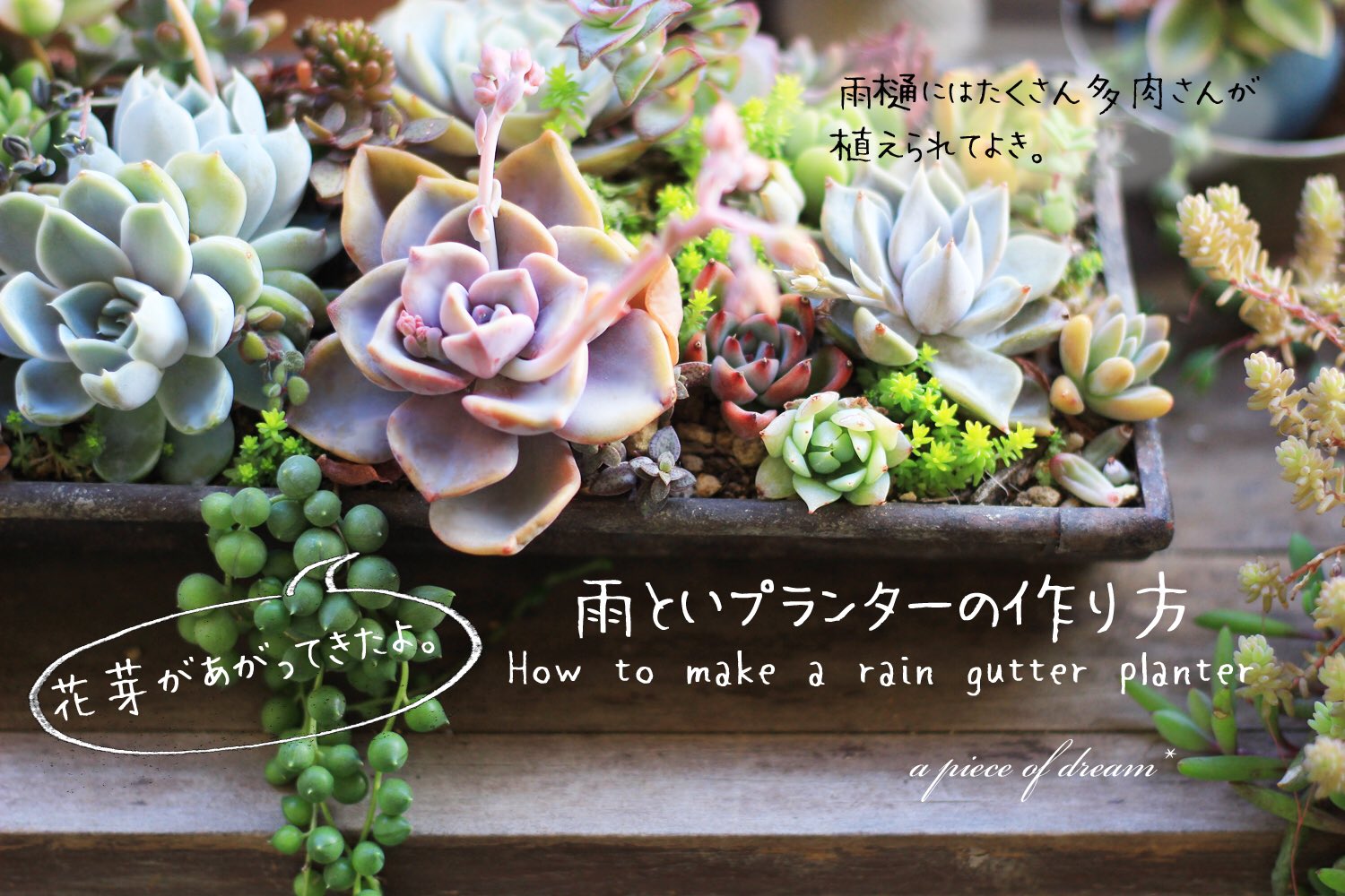 A Piece Of Dream 雨樋のプランターは多肉さんがたくさん植えられてよき 多肉植物 雨樋 おこもりガーデニング A Piece Of Dream 雨樋のプランターは多肉さんがたくさん植えられてよき 多肉植物 雨樋 おこもりガーデニング