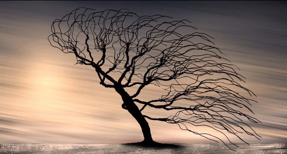 AnneScottlin's tweet photo. ❦Sometimes it’s not the strongest tree that survives the storm, but the most adaptable. ~Anne Scottlin
#Art #GrayArtus #sundaymorning #life #lifecoach #nature #inspirationalquotes https://t.co/yqRW2UWK3y