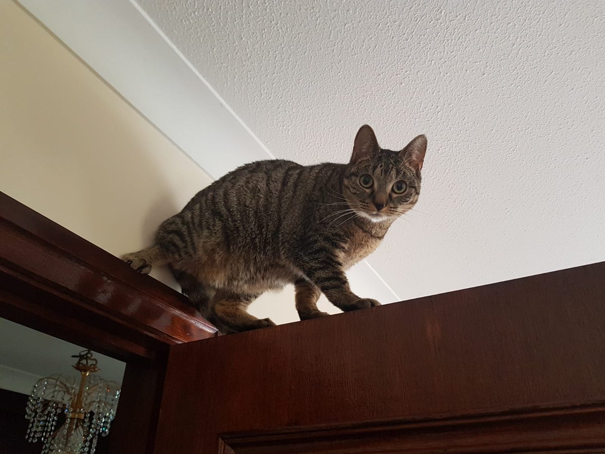 SimplySteffen's tweet photo. Info: Da oben haben wir keine Eier versteckt! 👀

Frohe Ostern 🍀😘 @Skadijs https://t.co/NSMdbJTTjA