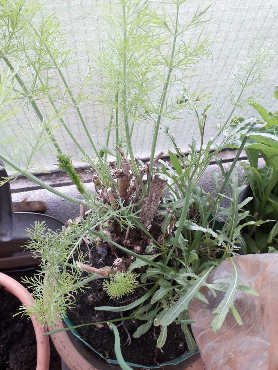 Fennel, more spring onions and wild rocket.