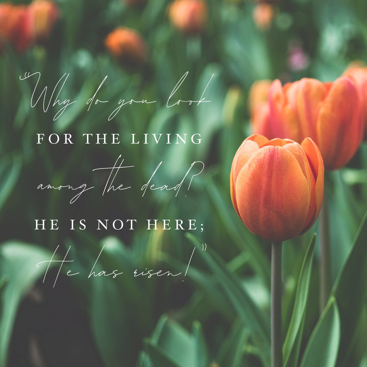 TheFederalista's tweet photo. Happy Easter! https://t.co/RBYPj3vngf