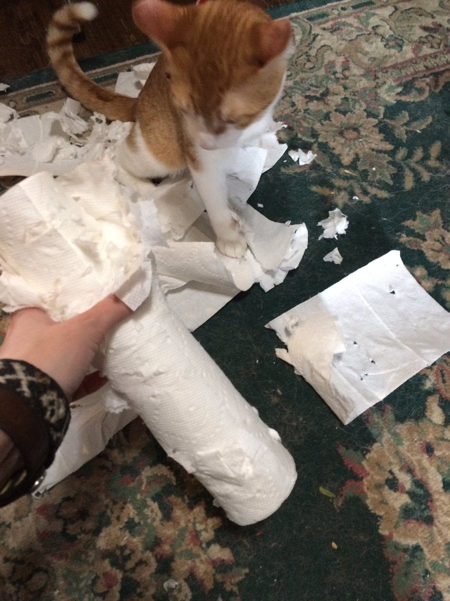 AmylouAhava's tweet photo. My cats are good at quarantine. Here is Ash Williams destroying an entire roll of paper towels. #AshCat #HorrorCat https://t.co/57PO0lIaQP