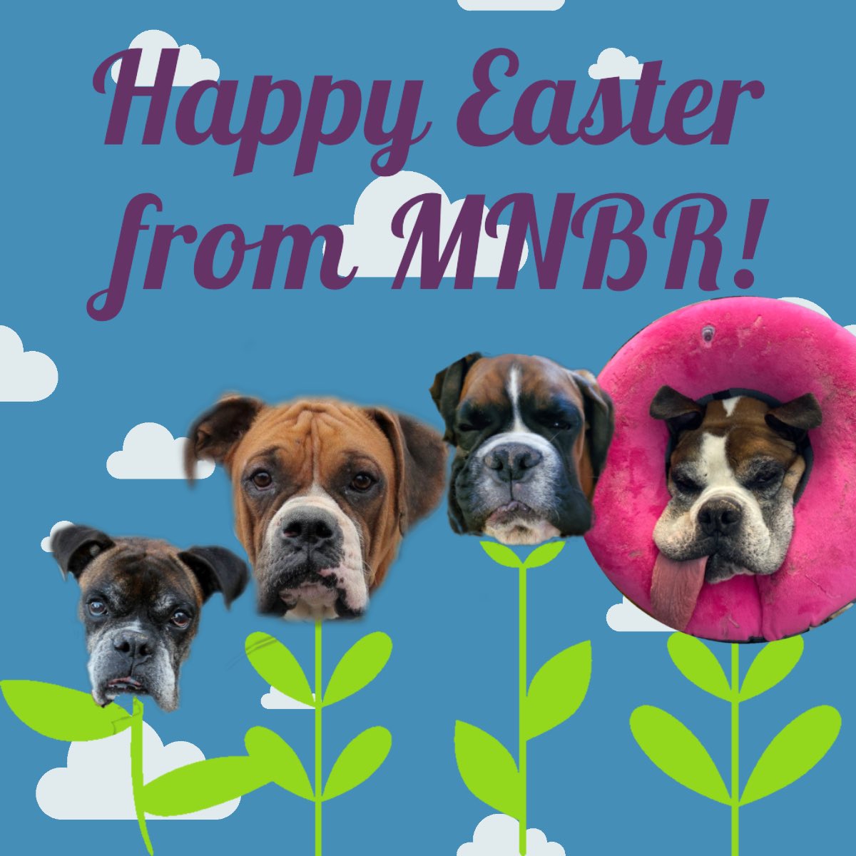 MNBoxerRescue's tweet photo. Happy Easter! #mnbr https://t.co/00TnV6u1Vn
