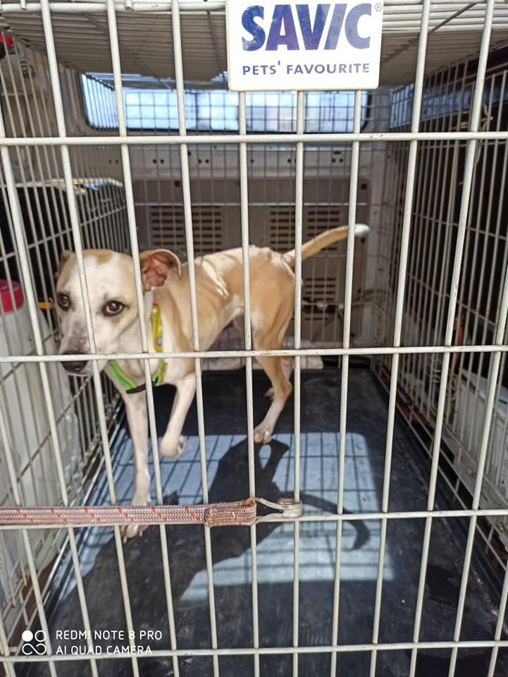 siviaromera1's tweet photo. SIGUE EN LA PERRERA DE CIEZA MURCIA 
LA ACOGIDA QUE TENIAMOS HA ACOGIDO A OTRO ANIMAL 
SEGUIMOS BUSCANDO ADOPCION O ACOGIDA
Acaba de entrar a la perrera.
Es hembra de unos 6 meses. Está en los huesos
WP 678674390. https://t.co/CeGPksAupl