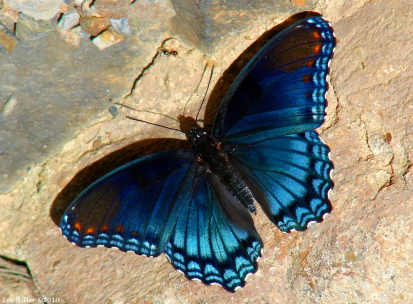 🦋