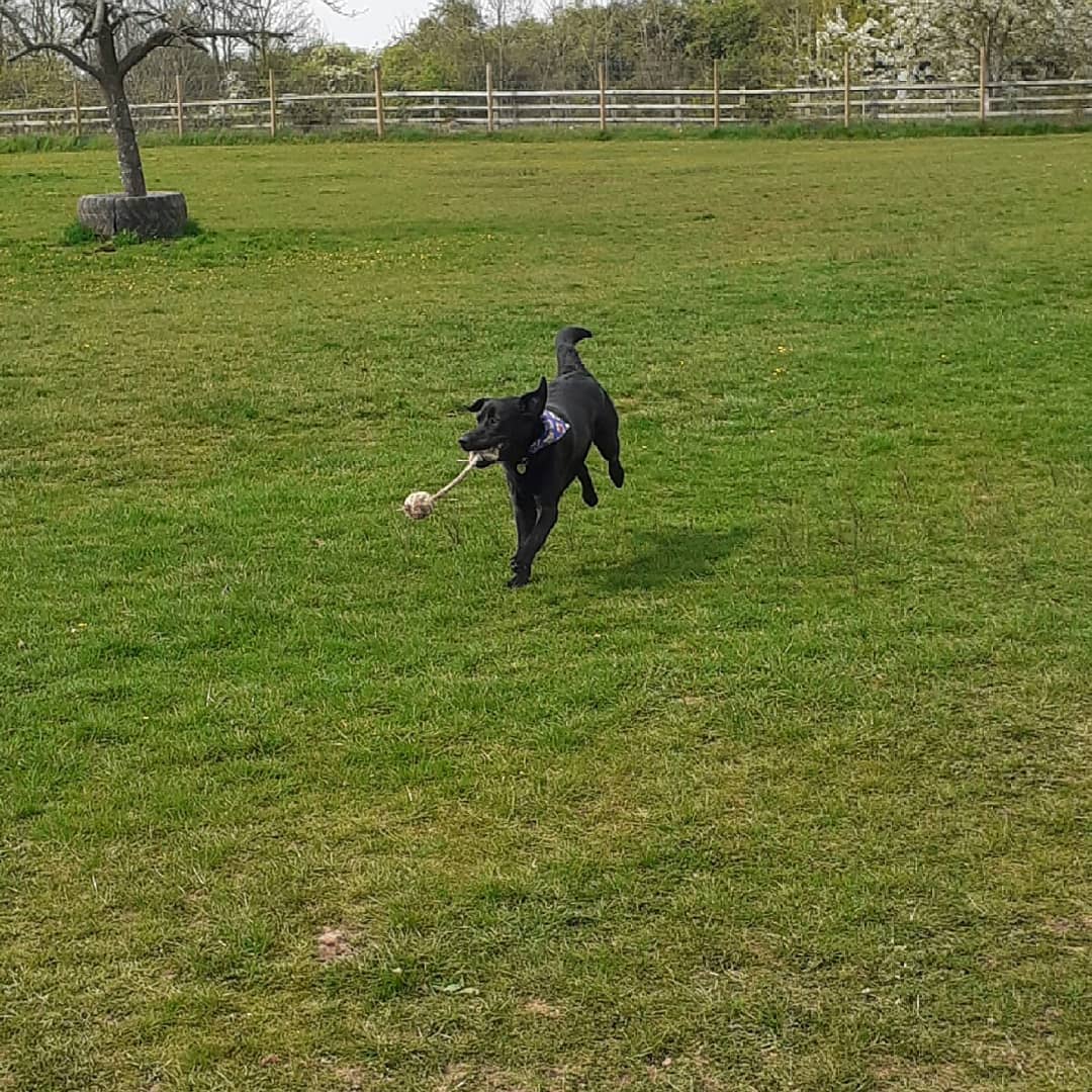 FurbabyPrince's tweet photo. Well I've been to #K9rec and I'm exhausted #zoomies #freedom #leaping #chasing going through tunnels BOL!!๐ #fun @Maggarooo @sidneychoccy @MillsandDolly @goldenprincessG @Fritz_the_Lab @VICTORDOG1 @vinnieandco @sharwilliamsx80 @Obi_Obs @HandsomeHector1 @von_pup @NewForestDog https://t.co/lcG15RGICN