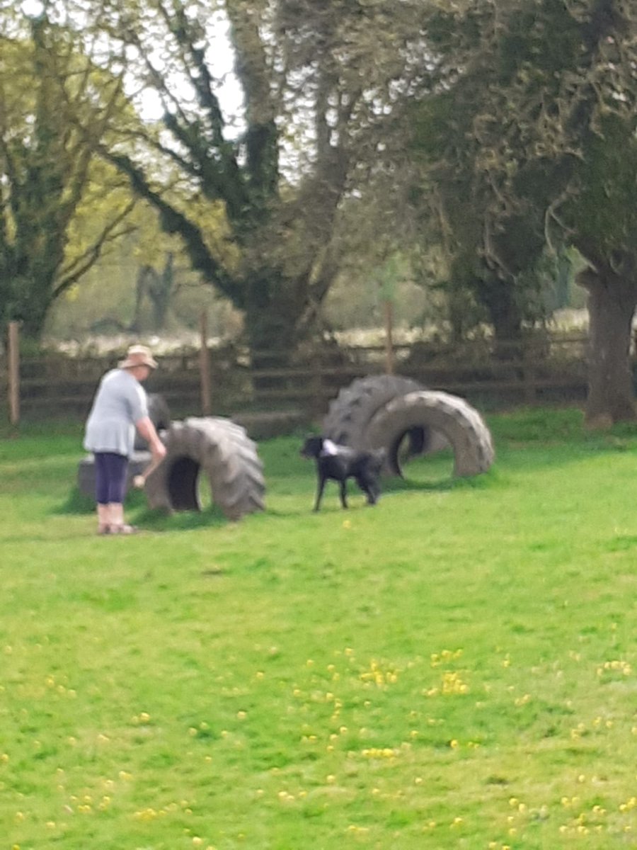 FurbabyPrince's tweet photo. Well I've been to #K9rec and I'm exhausted #zoomies #freedom #leaping #chasing going through tunnels BOL!!๐ #fun @Maggarooo @sidneychoccy @MillsandDolly @goldenprincessG @Fritz_the_Lab @VICTORDOG1 @vinnieandco @sharwilliamsx80 @Obi_Obs @HandsomeHector1 @von_pup @NewForestDog https://t.co/lcG15RGICN