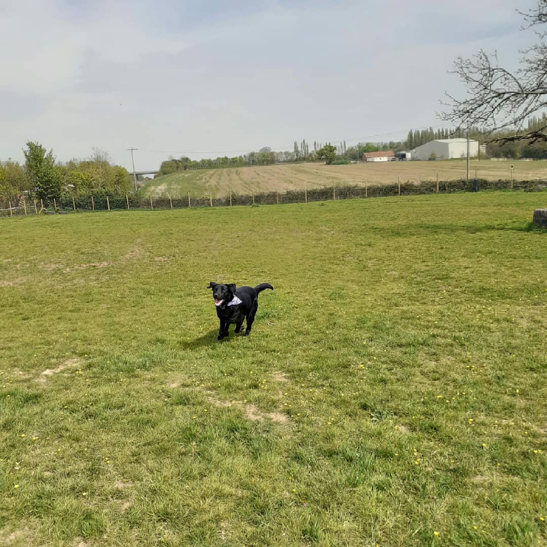 FurbabyPrince's tweet photo. Well I've been to #K9rec and I'm exhausted #zoomies #freedom #leaping #chasing going through tunnels BOL!!๐ #fun @Maggarooo @sidneychoccy @MillsandDolly @goldenprincessG @Fritz_the_Lab @VICTORDOG1 @vinnieandco @sharwilliamsx80 @Obi_Obs @HandsomeHector1 @von_pup @NewForestDog https://t.co/lcG15RGICN
