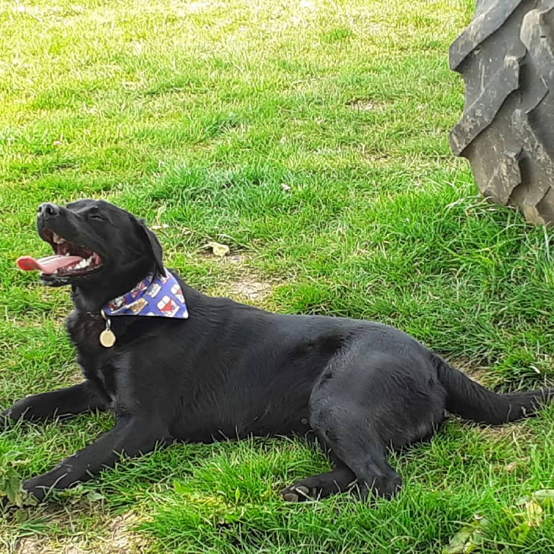FurbabyPrince's tweet photo. Well I've been to #K9rec and I'm exhausted #zoomies #freedom #leaping #chasing going through tunnels BOL!!๐ #fun @Maggarooo @sidneychoccy @MillsandDolly @goldenprincessG @Fritz_the_Lab @VICTORDOG1 @vinnieandco @sharwilliamsx80 @Obi_Obs @HandsomeHector1 @von_pup @NewForestDog https://t.co/lcG15RGICN