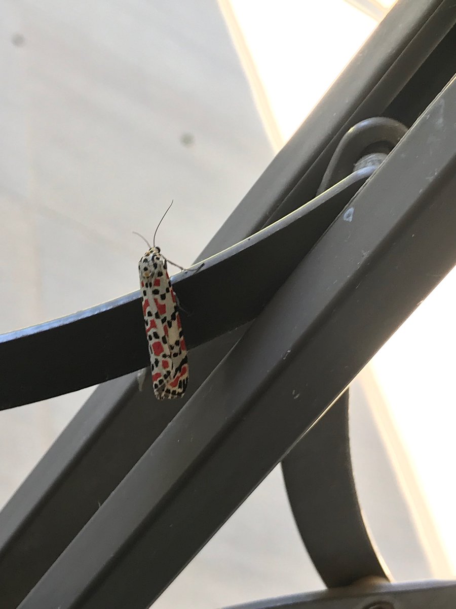 The butterfly that visited our home today! Camagu!