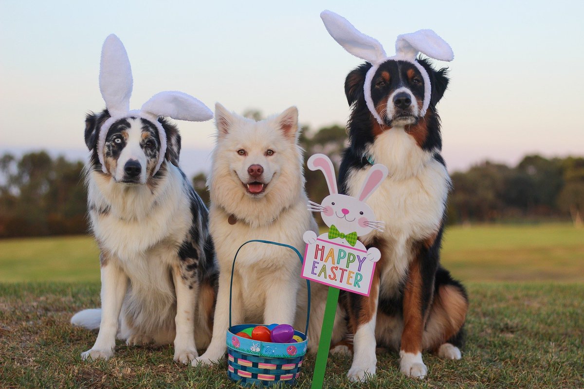 vocal_rogue's tweet photo. Happy Easter Everyone! We hope everyone is holding up well & following the governments advice. We know & understand the weather is so so nice & stopping in does not seem right, but #PLEASE #StayAtHomeAFilmOrSong #GardenPaddlingPools #balconypool #Easter #LoveYourNHS #StaySafe https://t.co/yxkAEbo5S8