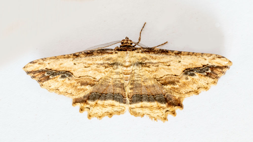 Eighteen moths in the trap last night with Bridled Beauty, Waved Umber. Muslin Moth &amp; Pine Beauty the highlights.