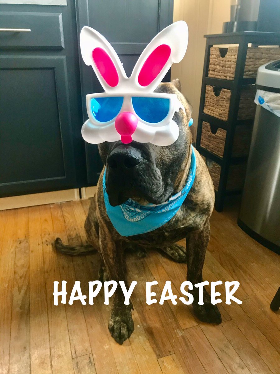 Happy Easter!🐰🐣🌼 #presacanario #mastiff #anythingforatreat