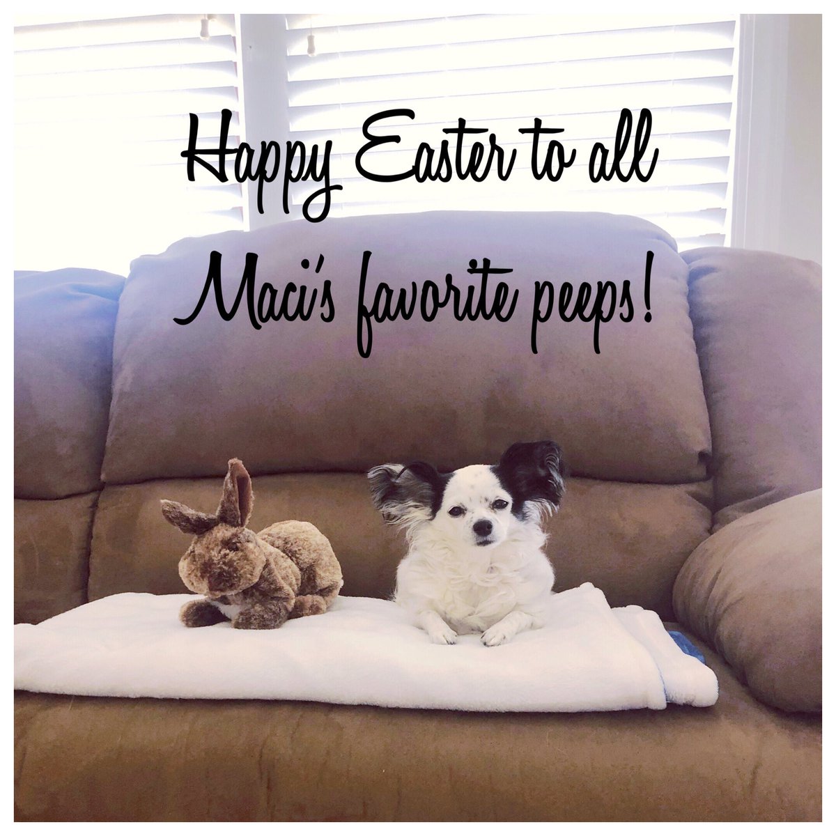MissMignone's tweet photo. Someone managed to find the Easter Bunny...😉🐰 Happy Easter &amp; Passover to all of my GREATLY MISSED GENERALS! Stay safe &amp; enjoy the day with your families. ❤️🐣💙 https://t.co/LxW2QJ9KoV