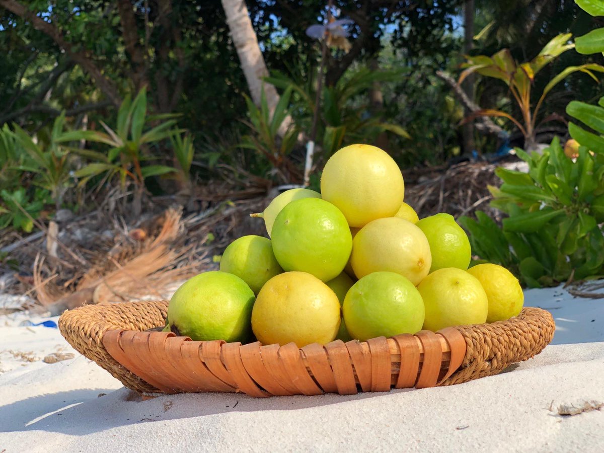 Lumbokandhooga lumbo hahdhaathaa ethah satheyka ahareh vejje. Eveyla zamaanuga mi bodu, meeru lumboyah dhivehin lava hadhaa thaureef kuri. Mihaaru alhugandhumen midhanee  <a href="/airpotsystem/">Air-Pot®</a> beynunkoggen lumbogasthah ginakuramun. IA lumboves mulhi raajjeyga ginakureveyne. 😀