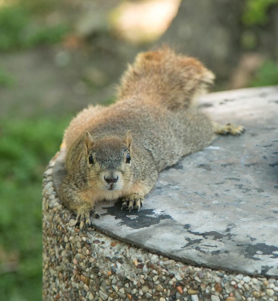 Sure, we have squirrels at home, but they're not exactly the same. Missing our #UHSquirrels!